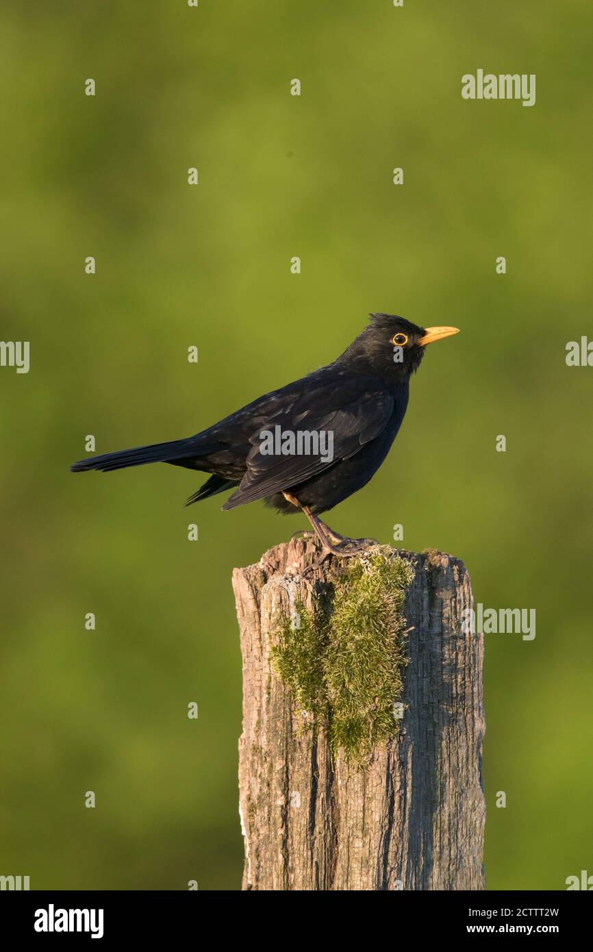 Amsel (Turdus merula). Erwachsener Mann, der auf einem Pfosten steht. Stockfoto