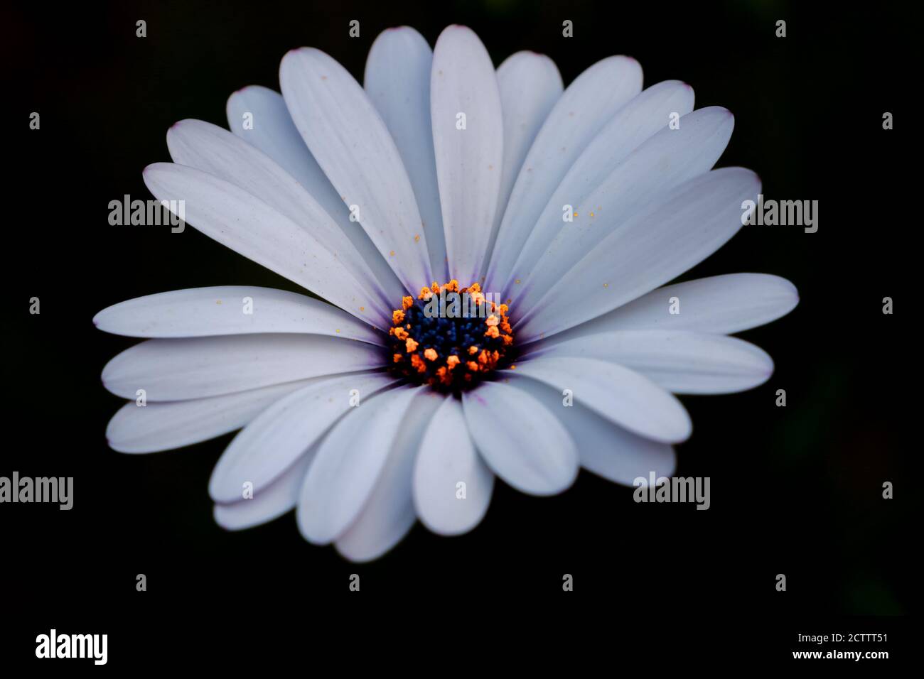 Weisse Blume Mit Dunkler Mitte Stockfotos Und Bilder Kaufen Alamy