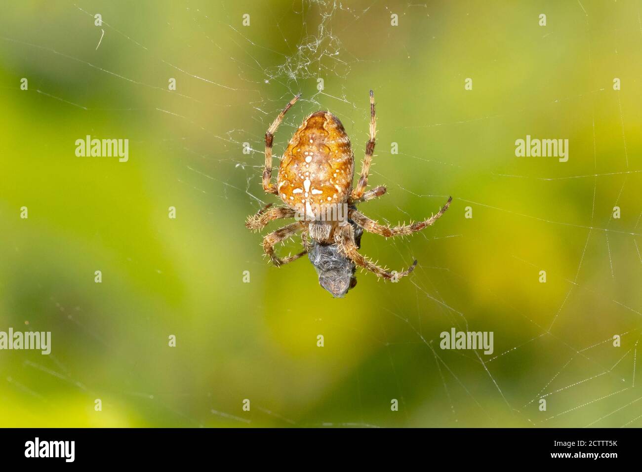 Nahaufnahme einer Kreuzspinne, araneus diadematus, die eine Beute frisst, die in einem Netz gefangen ist. Stockfoto