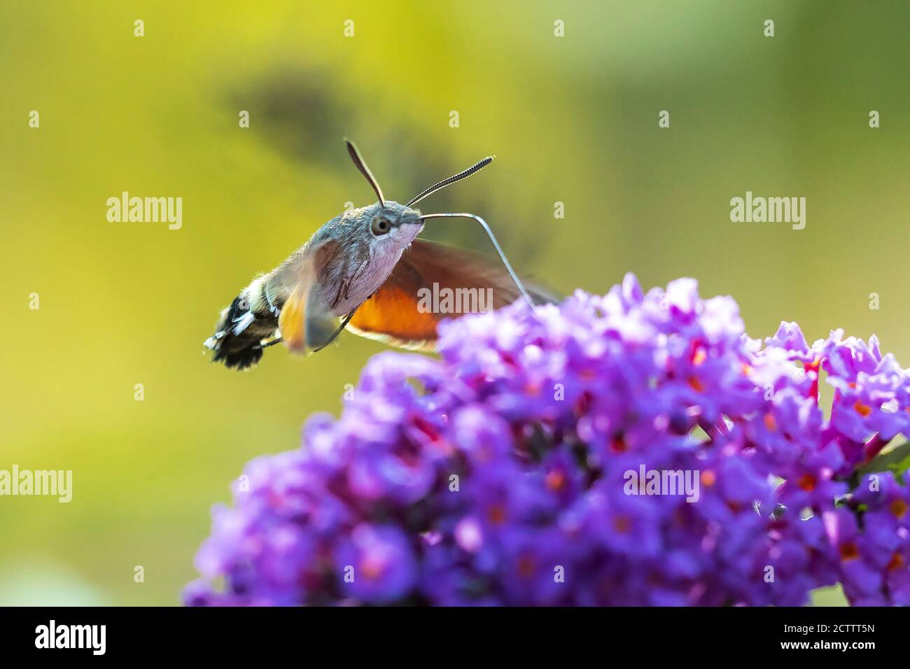 Seitenansicht eines Kolibri-Falkenmotten, Macroglossum stellatarum, Fütterung auf einer rosa Blume in einer lebendigen Wiese Stockfoto