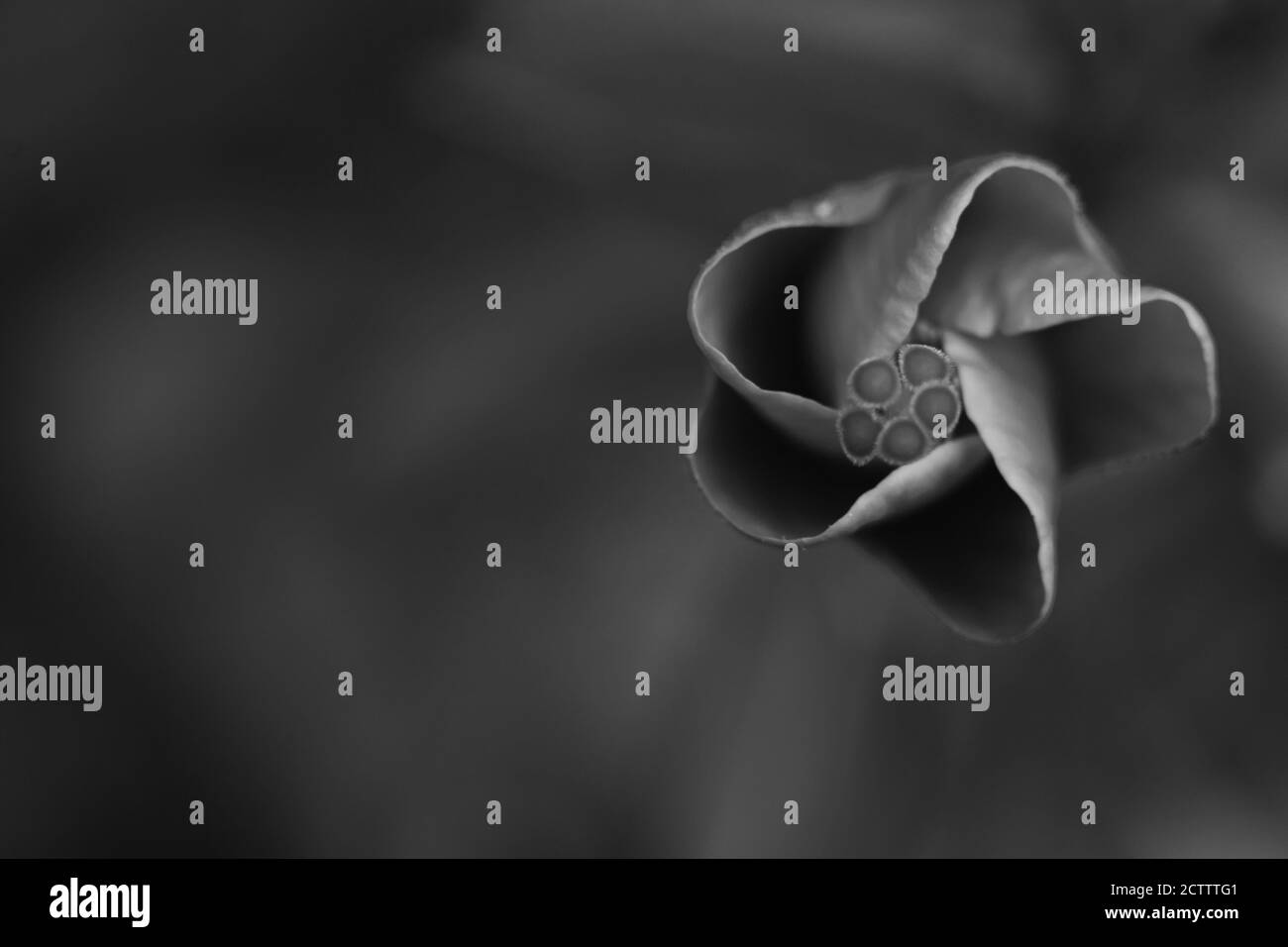 Ein selektiver Fokus Abstraktes Makro-Bild in monochromer Form eines hibiskus steht kurz vor der Blüte Stockfoto