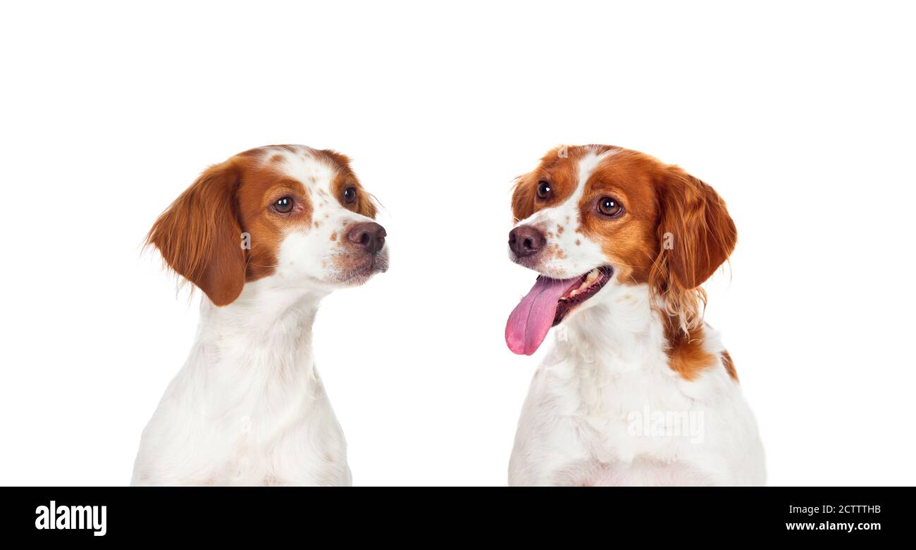 Zwei Jäger Hunde isoliert auf einem weißen Hintergrund Stockfoto