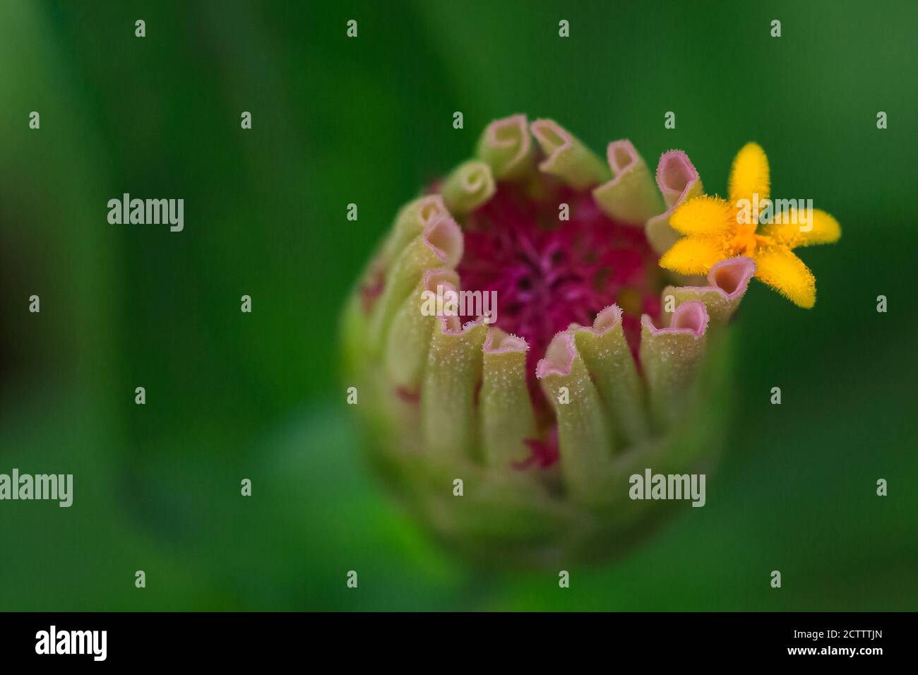 Selektiver Fokus Makrobild einer Zinnia-Blütenknospe mit Eine gelbe Blume blüht Stockfoto