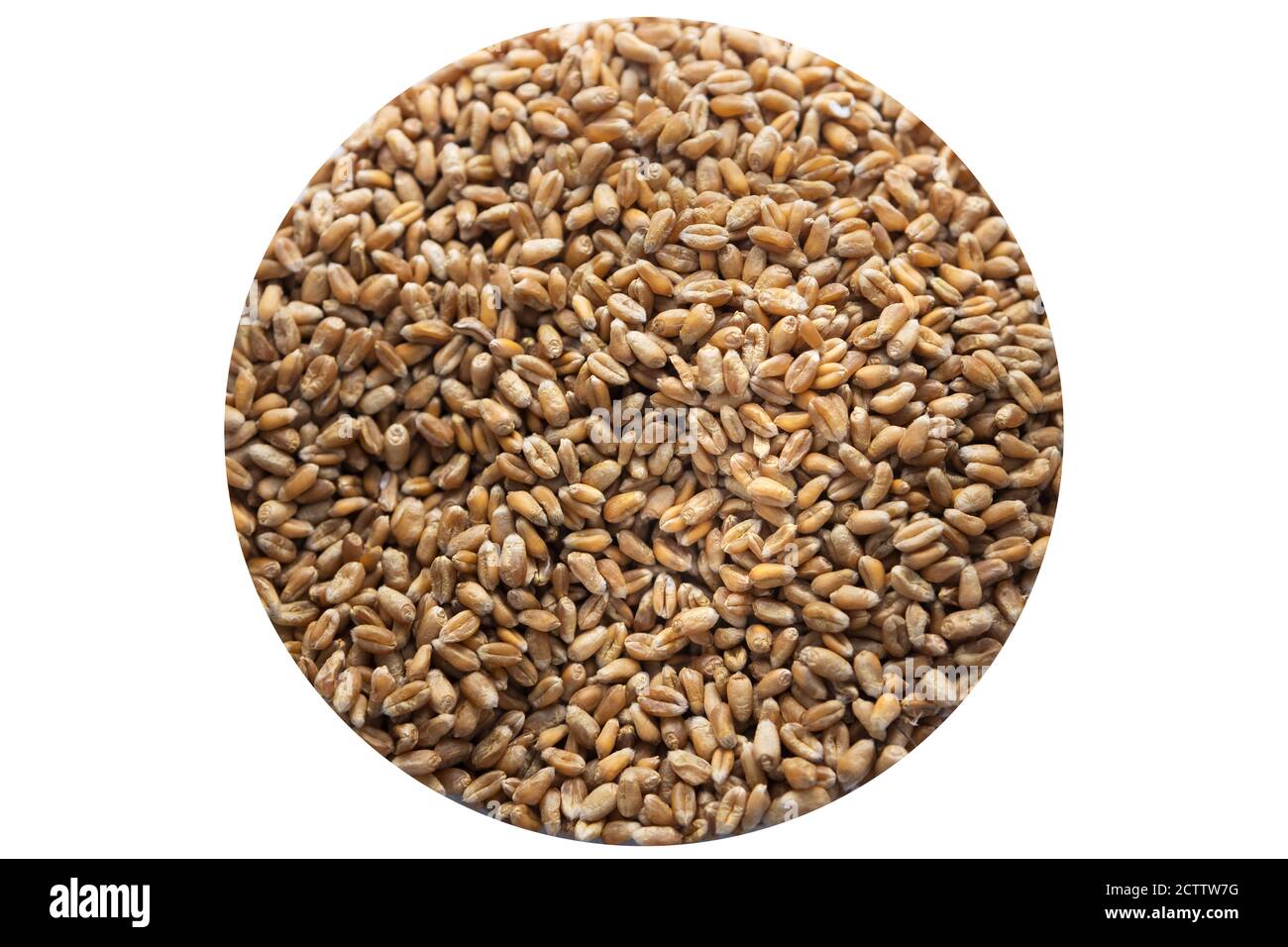 Reife Weizenkörner auf einem weißen isolierten Hintergrund. Natürliches Korn in Form eines Kreises Stockfoto