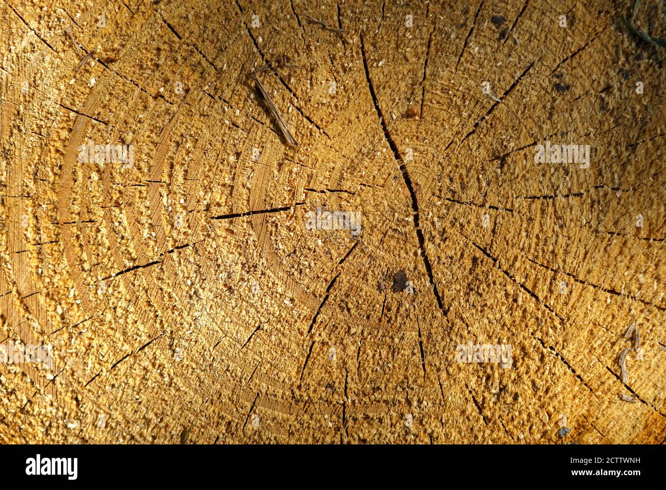 Die Jahresringe des gefällten Baumes. Holzstruktur Stockfoto