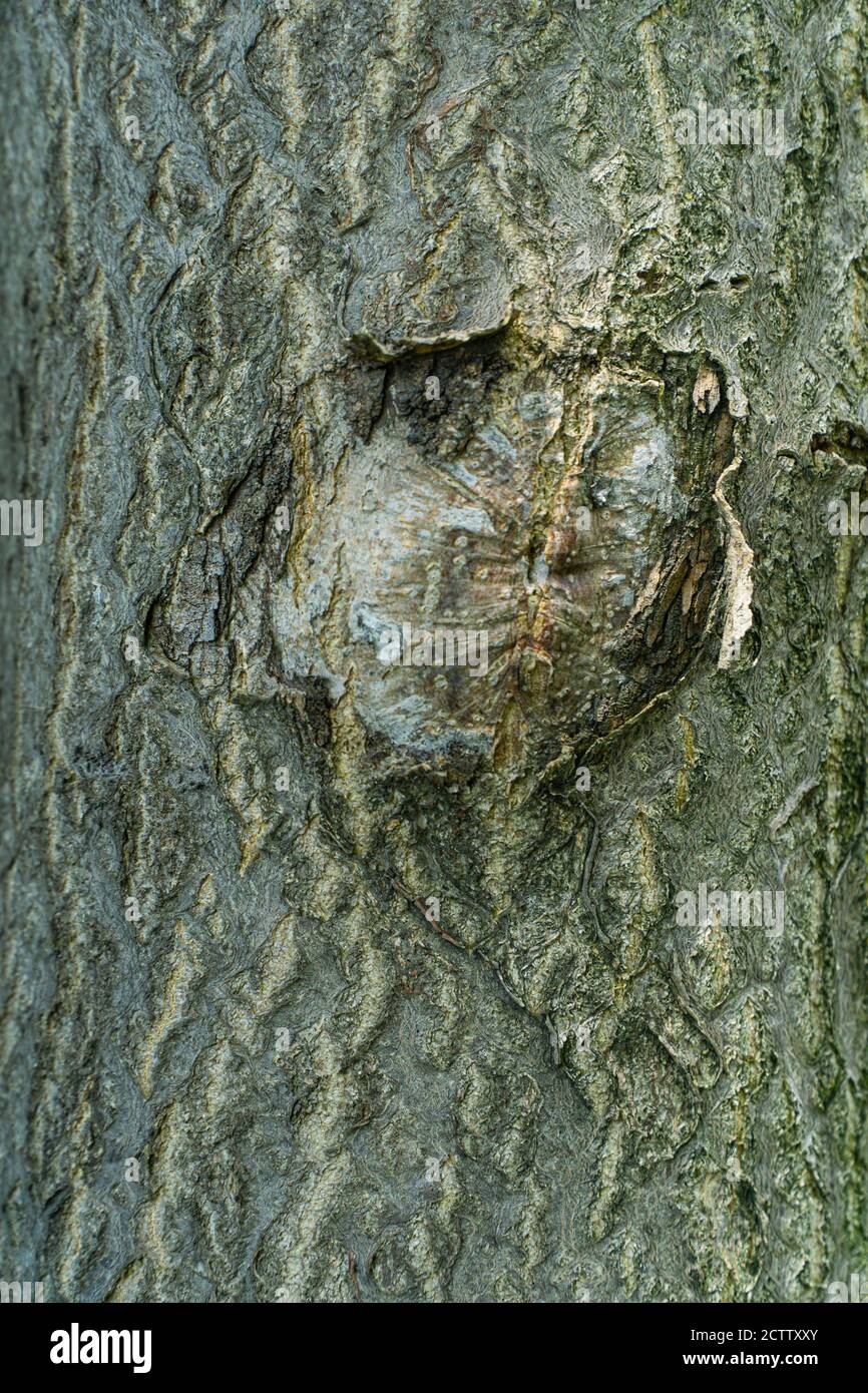 Texturierter Rumpf eines Baumstamms Stockfoto