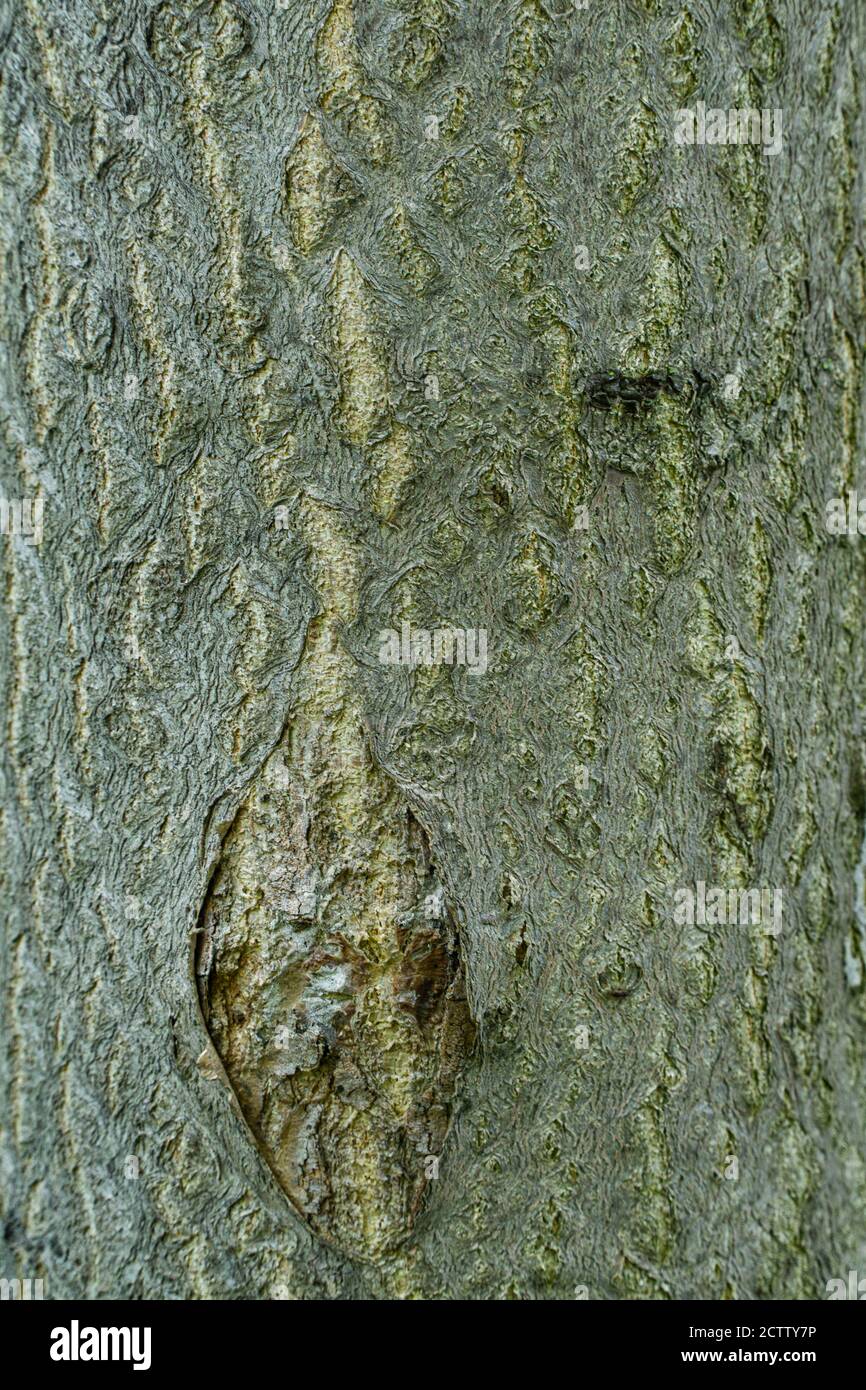 Texturierter Rumpf eines Baumstamms Stockfoto