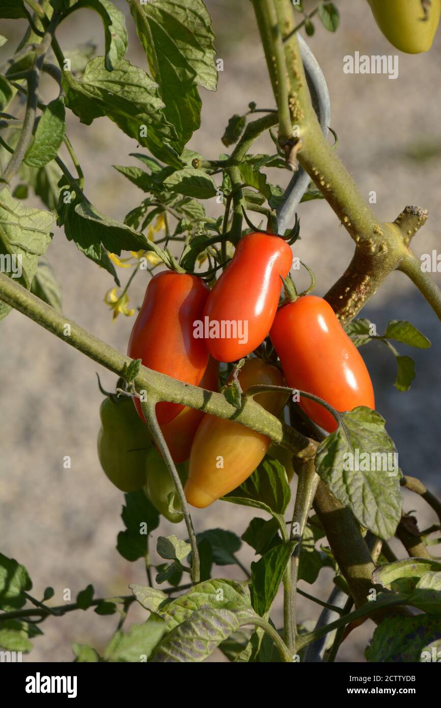 roma Tomaten wachsen auf Pflanze im Gemüsegarten Stockfoto