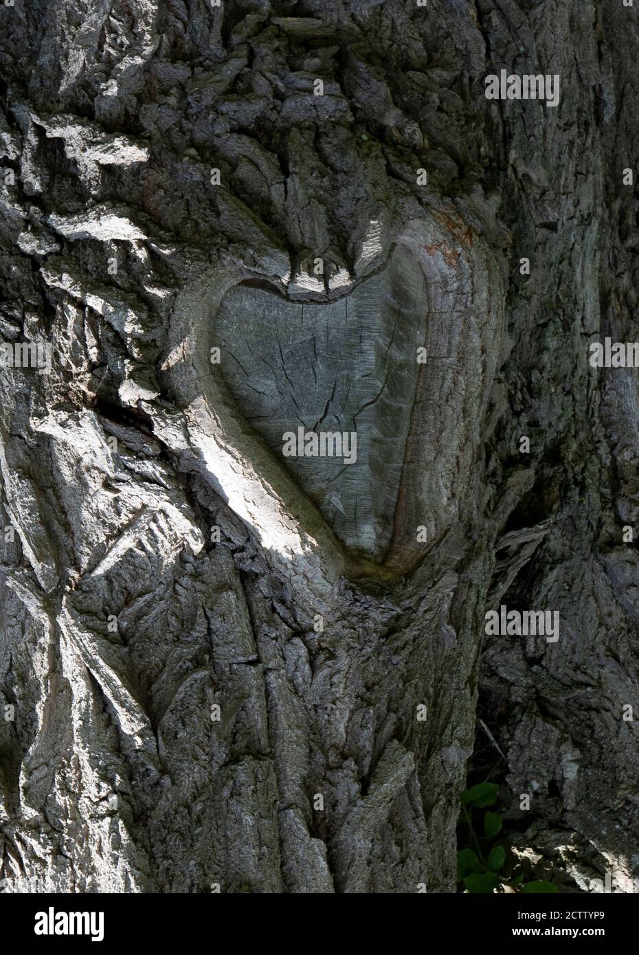 Hölzerne Herzform in einem Baumstamm Stockfoto