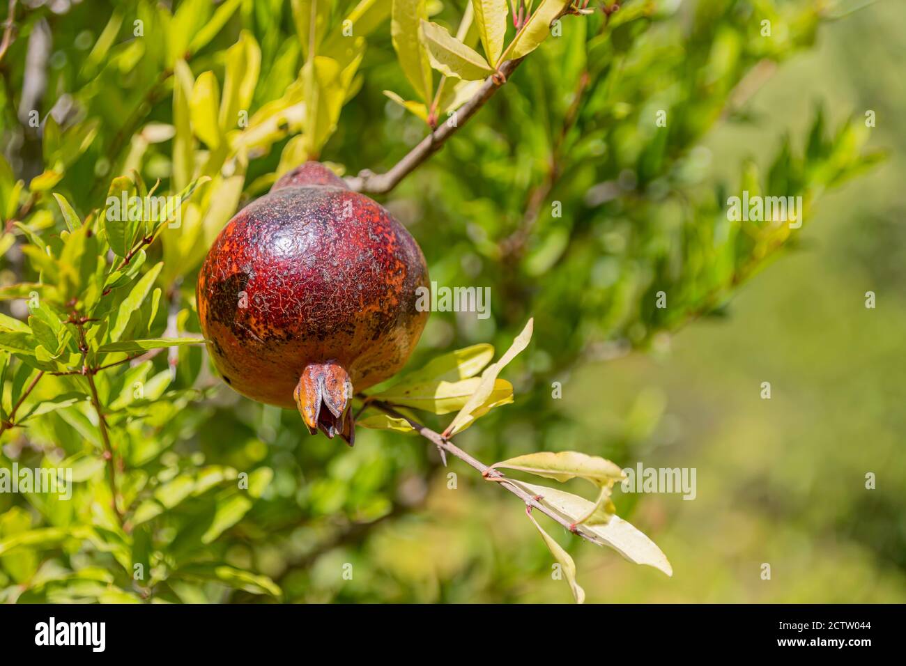 Reife Frucht eines Granatapfelbaums aus der Nähe auf einem Hintergrund von grünem Laub Stockfoto