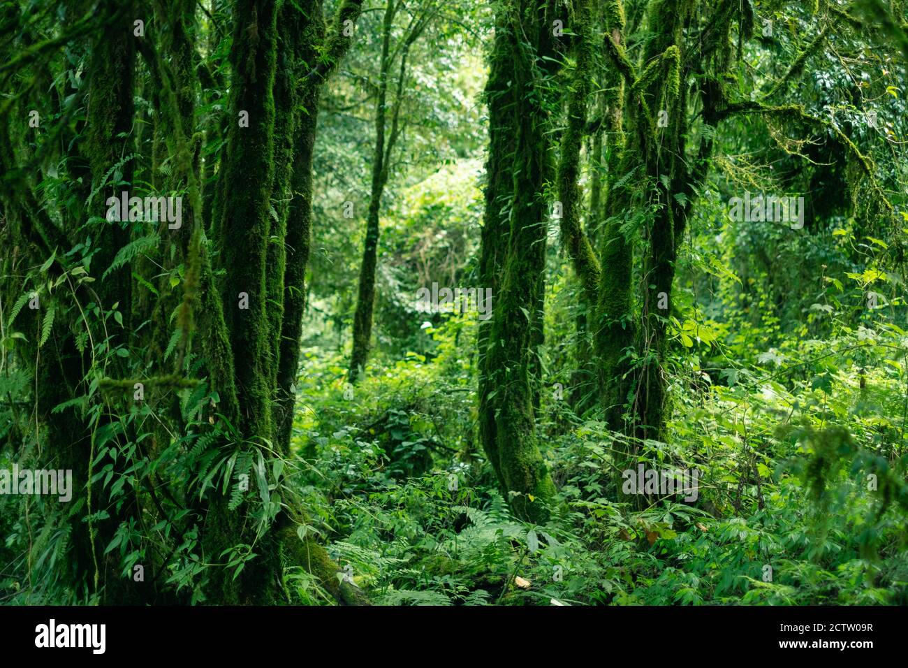 Grüner tiefer Regenwald mit Moosfarn und Flechten bedecken den Baum. Stockfoto