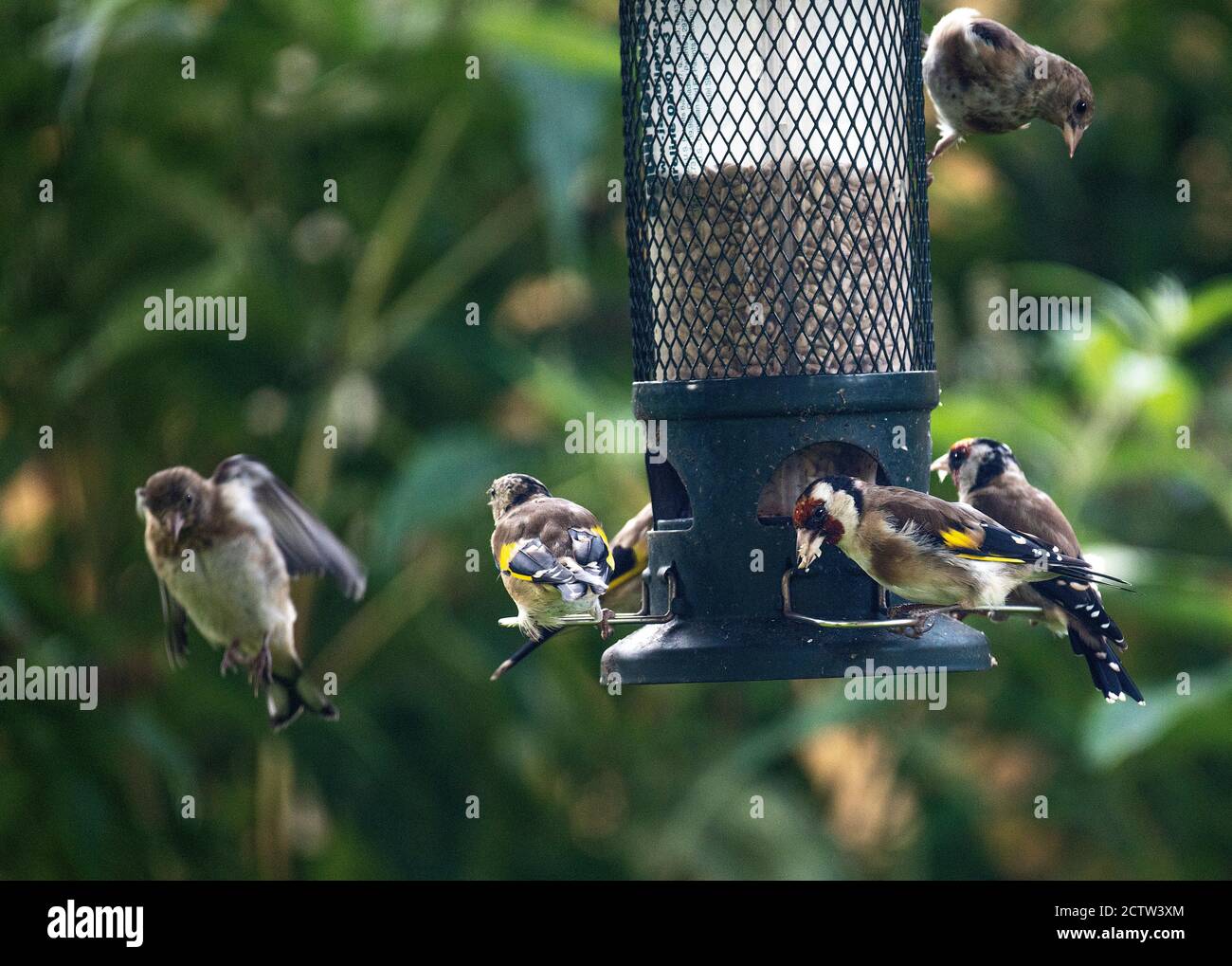 Jungtiere und Erwachsene Goldfinken füttern auf Sonnenblumenherzen von einem Futterhäuschen in einem Garten in Alsager Cheshire England Vereinigtes Königreich VEREINIGTES KÖNIGREICH Stockfoto