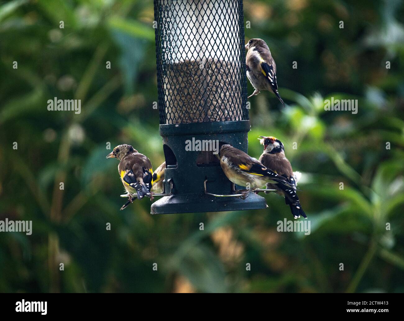 Jungtiere und Erwachsene Goldfinken füttern auf Sonnenblumenherzen von einem Futterhäuschen in einem Garten in Alsager Cheshire England Vereinigtes Königreich VEREINIGTES KÖNIGREICH Stockfoto