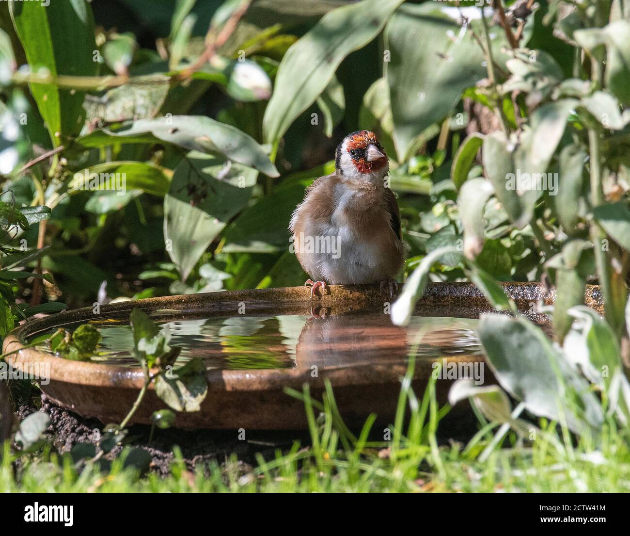 Ein erwachsener Goldfink, der auf einem Gericht wartet, das auf einen Drink wartet Wasser in einem Garten in Alsager Cheshire England Vereinigtes Königreich VEREINIGTES KÖNIGREICH Stockfoto