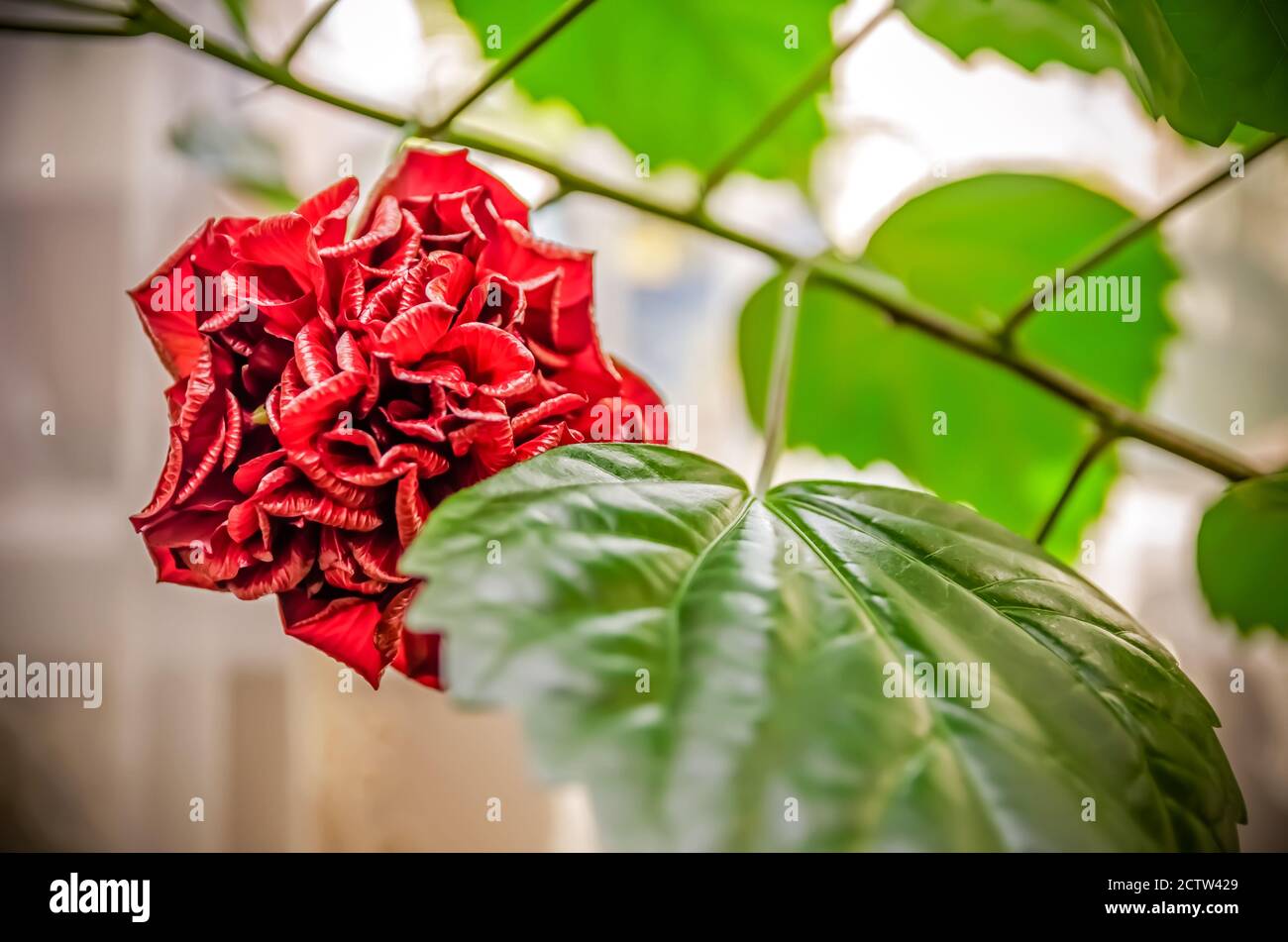 Hibiscus rosa sinensis oder gewhnliche chinesische Rose. Rote Rosenknospe  mit grnen Blttern. Zimmerpflanze Stockfotografie - Alamy