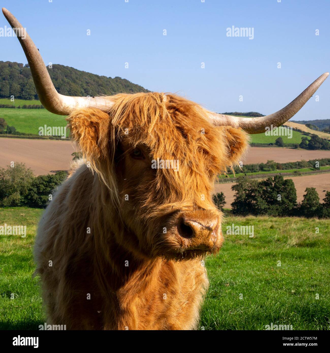 Eine neugierige Highland Kuh in Derwentdale, North Yorkshire, Großbritannien Stockfoto