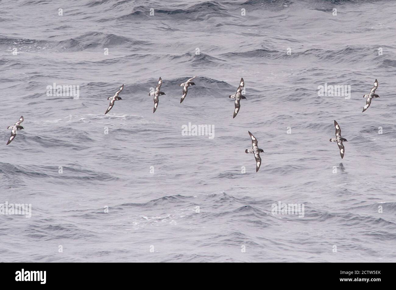 Schar der Kapsturmvögel, Daption capense, in der Scotia See, Antarktis Stockfoto