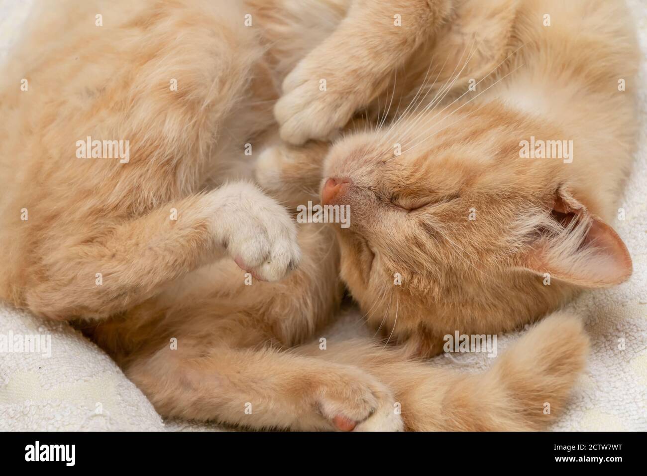Cute schöne rote Kätzchen zusammengerollt in einem Ball und Schlafen Sie in der Nähe auf einer weißen Tagesdecke Stockfoto