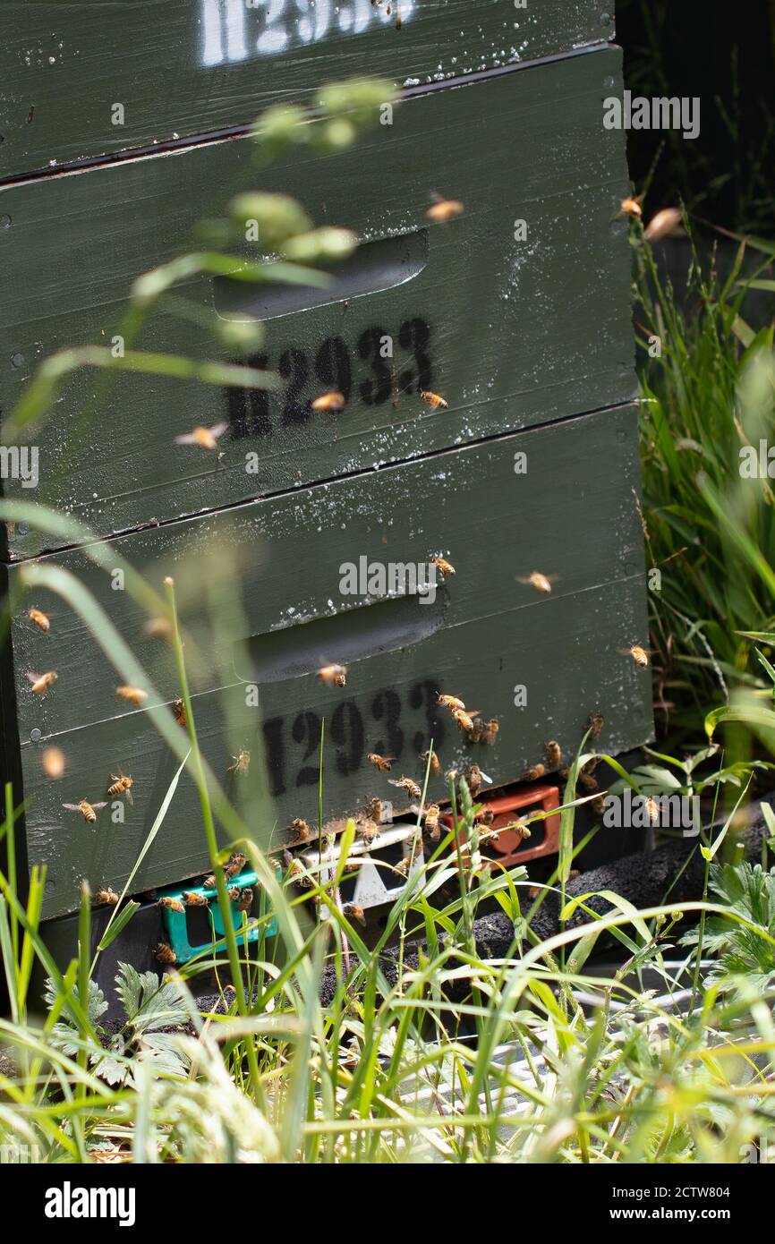 Grüne Holzbienenstöcke und Bienen im Bienenhaus in einem botanischen Garten in Wellington, Neuseeland. Imkerei oder Imkerei Konzept. Stockfoto