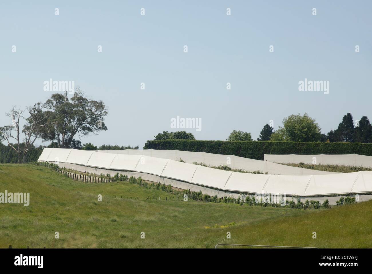 Neuseeländische Gewächshauszucht und Landwirtschaft in der Landschaft der Nordinsel. Stockfoto