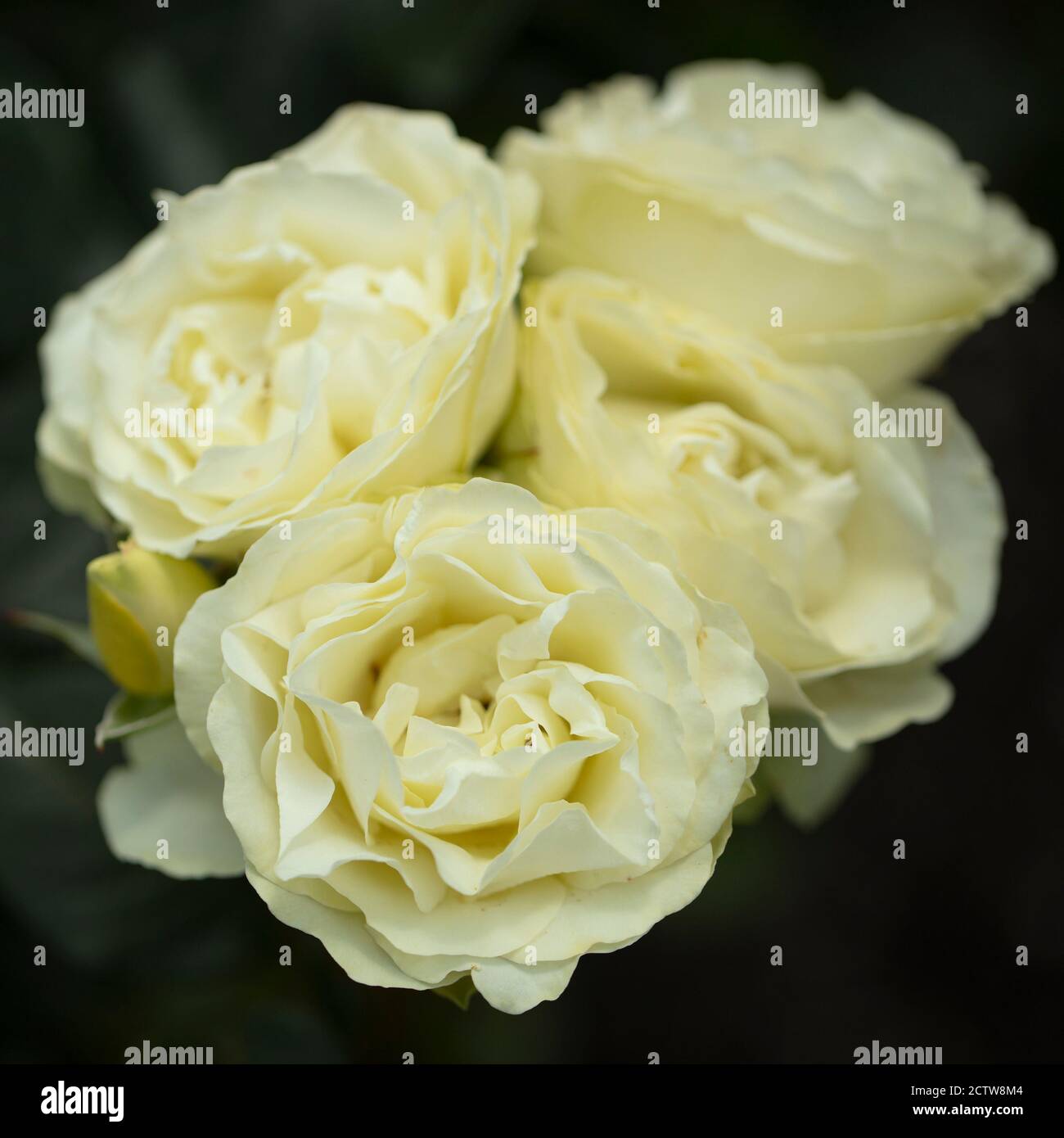 Creme, zitronengelbe Schattierung mit grünem Farbton von Yellow N Lime floribunda Rosen. Stockfoto