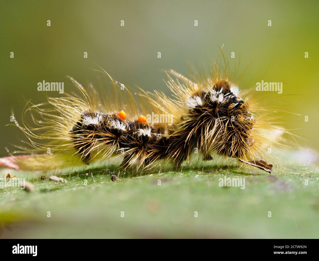 Braungschwanz-Raupe (Euproctis chrysorrhoe), KENT UK, gestapeltes Fokusbild Stockfoto