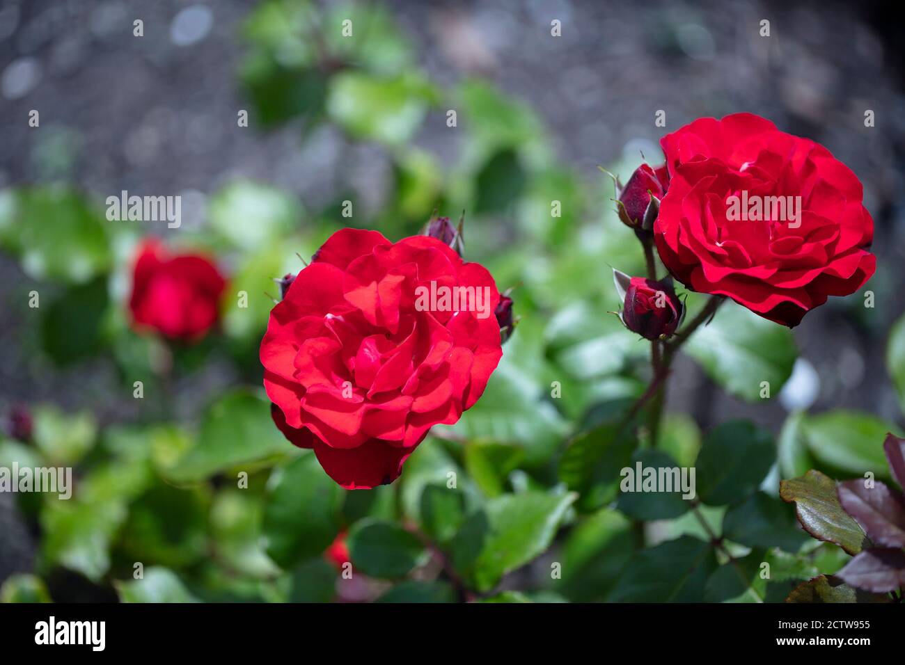 Orangefarbene oder tieforange-rote Floribunda Ponderosa Rosen mit mildem Duft. Stockfoto