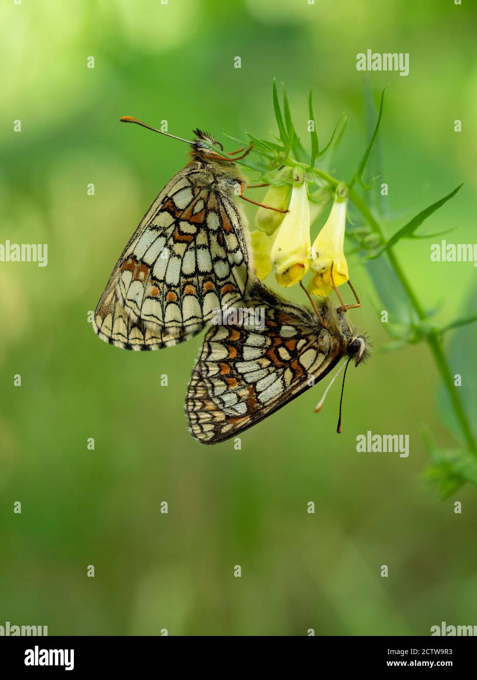 Heide Fritillary Butterfly (Melitaea athalia), Paarpaarung, auf gewöhnlicher Kuhweize (Melampyrum pratense), Blean Woodlands, Kent UK Stockfoto