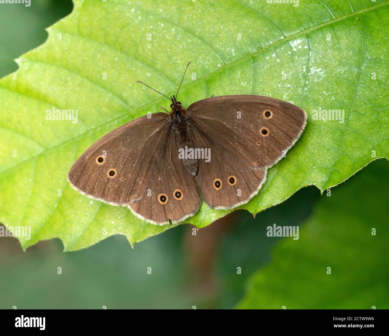 Ringel-Schmetterling (Aphantopus hyperantus), der mit offenen Flügeln ruht, Blean Woodlands, Kent UK Stockfoto