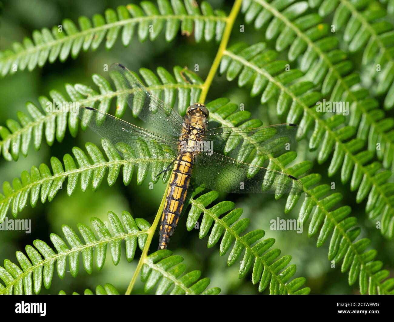 Schwarzschwanz-Skimmer-Libelle (Orthetrum cancellatum), Weibchen, die auf Farnblättern ruht, Blean Woodlands, Kent UK Stockfoto