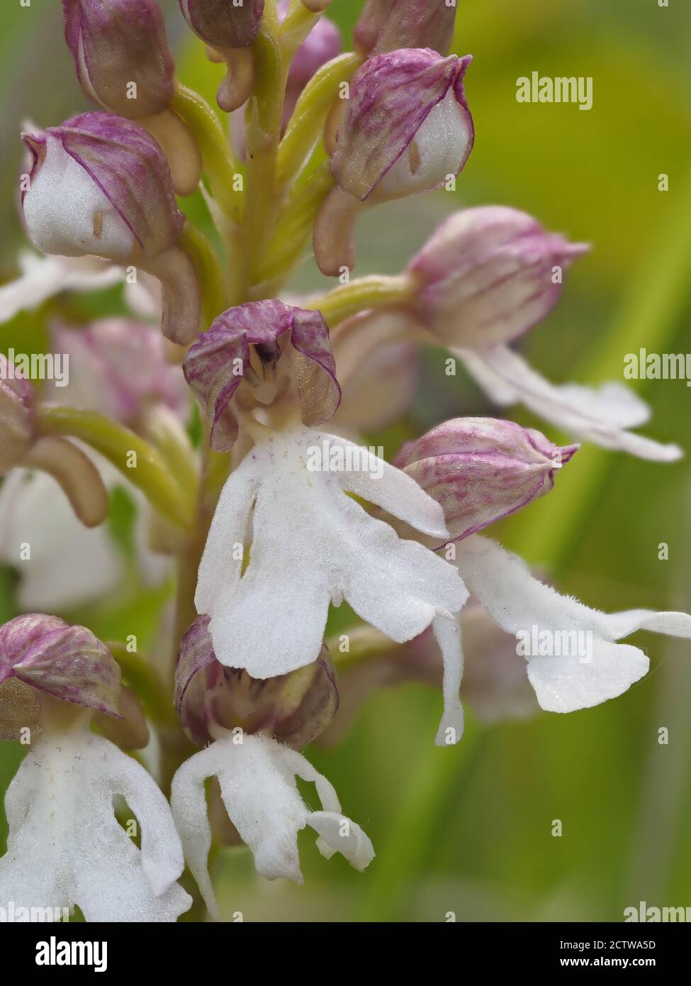 Lady Orchid (Orchis purpurea) Lichtfarbe Form, in Blume, Denge Woods, Bonsai Bank, Kent, UK, gestapeltes Fokusbild Stockfoto