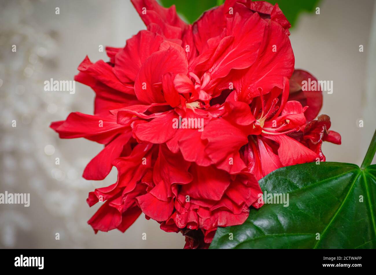 Rote Rosenknospe Stockfotos und bilder Kaufen Alamy