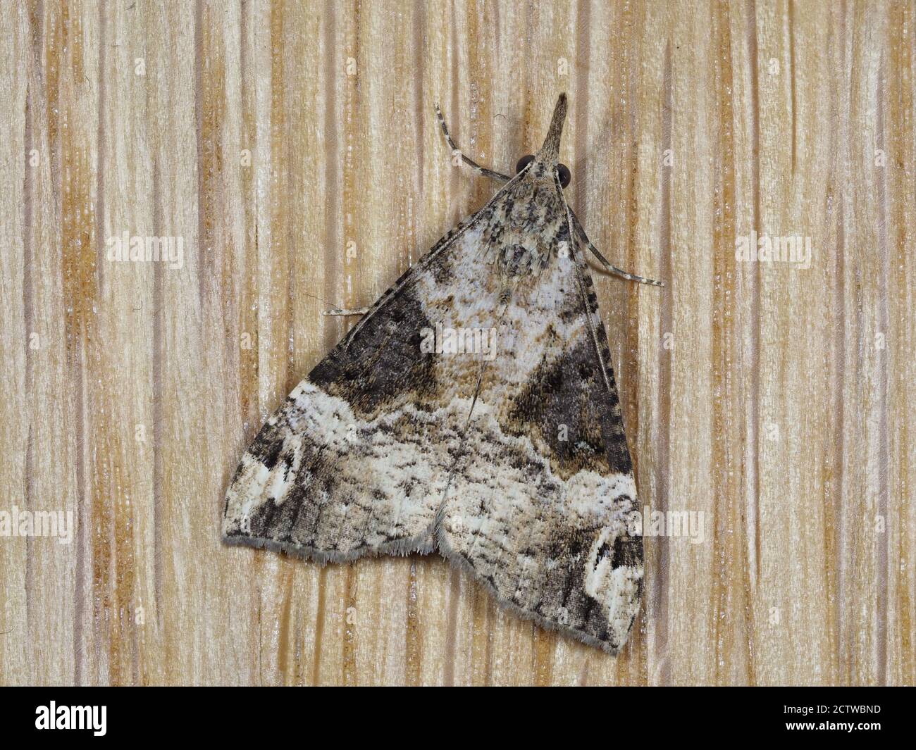 Bloxworth Snout Moth (Hypena obsitalis) im Garten, Kent UK, gestapeltes Fokusbild Stockfoto