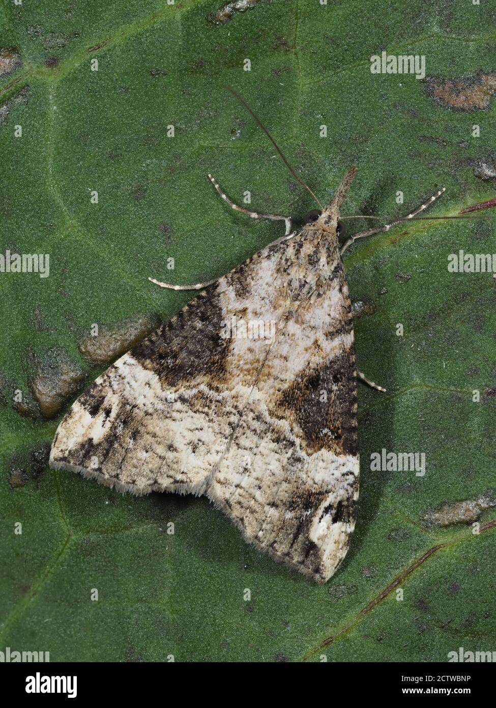 Bloxworth Snout Moth (Hypena obsitalis) im Garten, Kent UK, gestapeltes Fokusbild Stockfoto