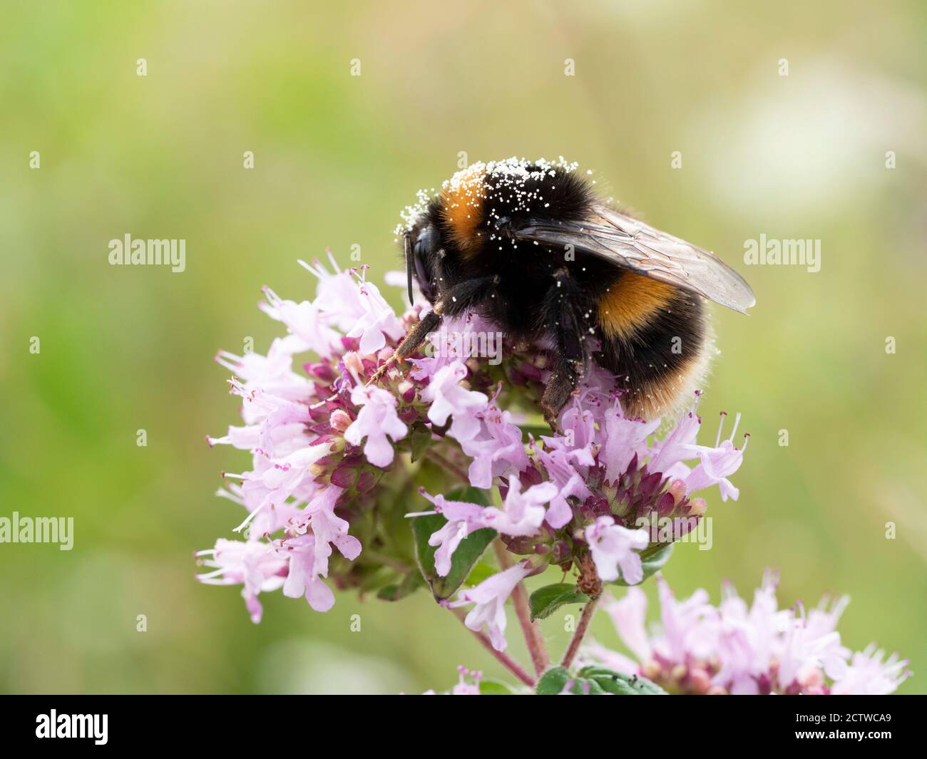 Hummel (Bombus terrestris), auf der Thymian-Blume (Thymus serphyllum), Kent UK, mit Pollen auf dem Rücken Stockfoto