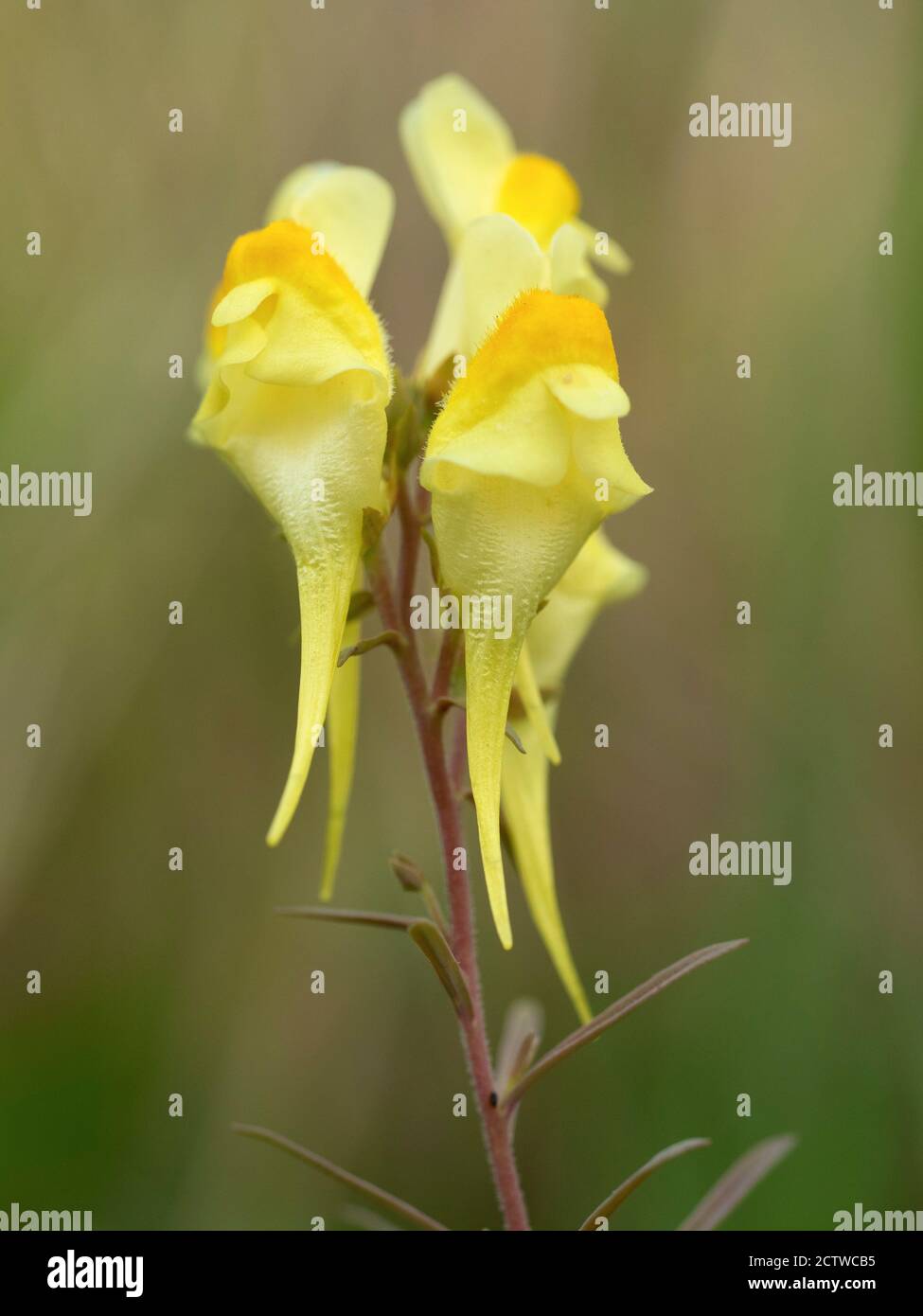Yellow Toadflax Flower (Linaria vulgaris), Kent UK, auch als gemeinsame Toadflax und Butter und Eier Stockfoto