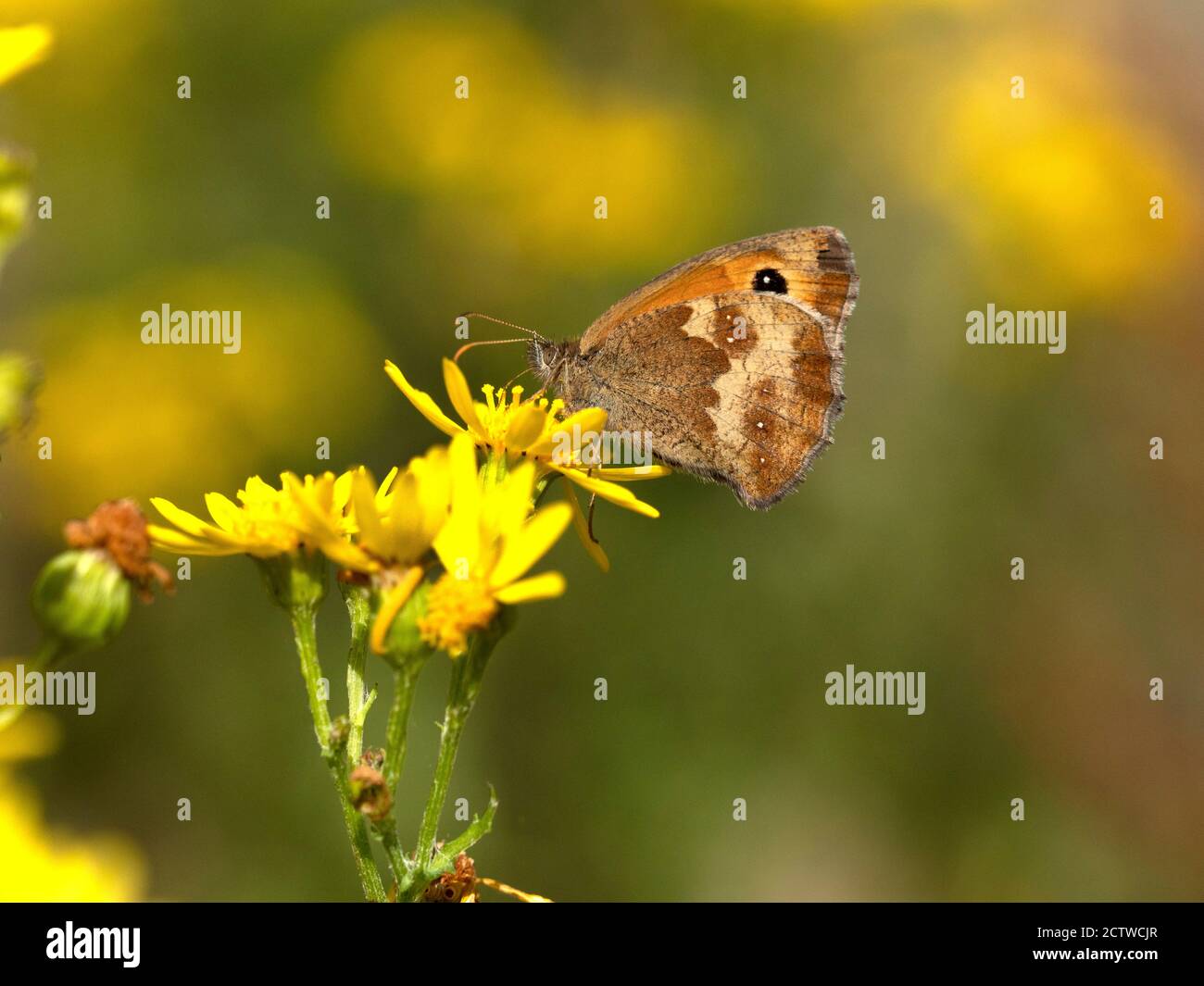 Gatekeeper Butterfly, (Pyronia tithonus) männlich, nectaring on Flower, Kent UK Stockfoto