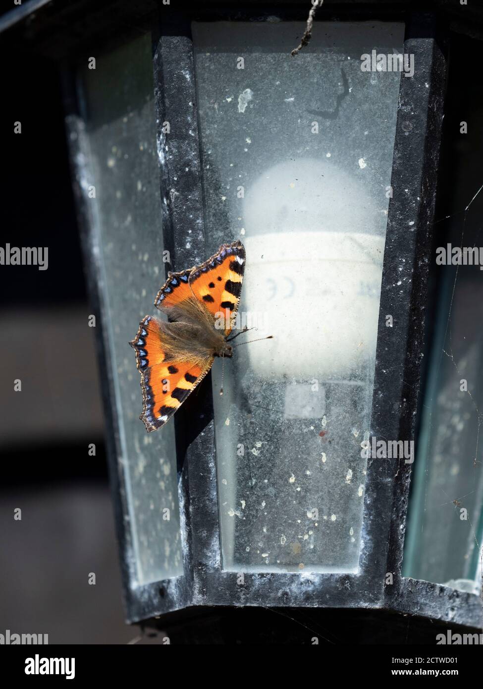 Kleiner Schildkrötenschellschmetterling (Aglais urtica), der auf einer Außenlampe im Garten ruht, Kent UK Stockfoto