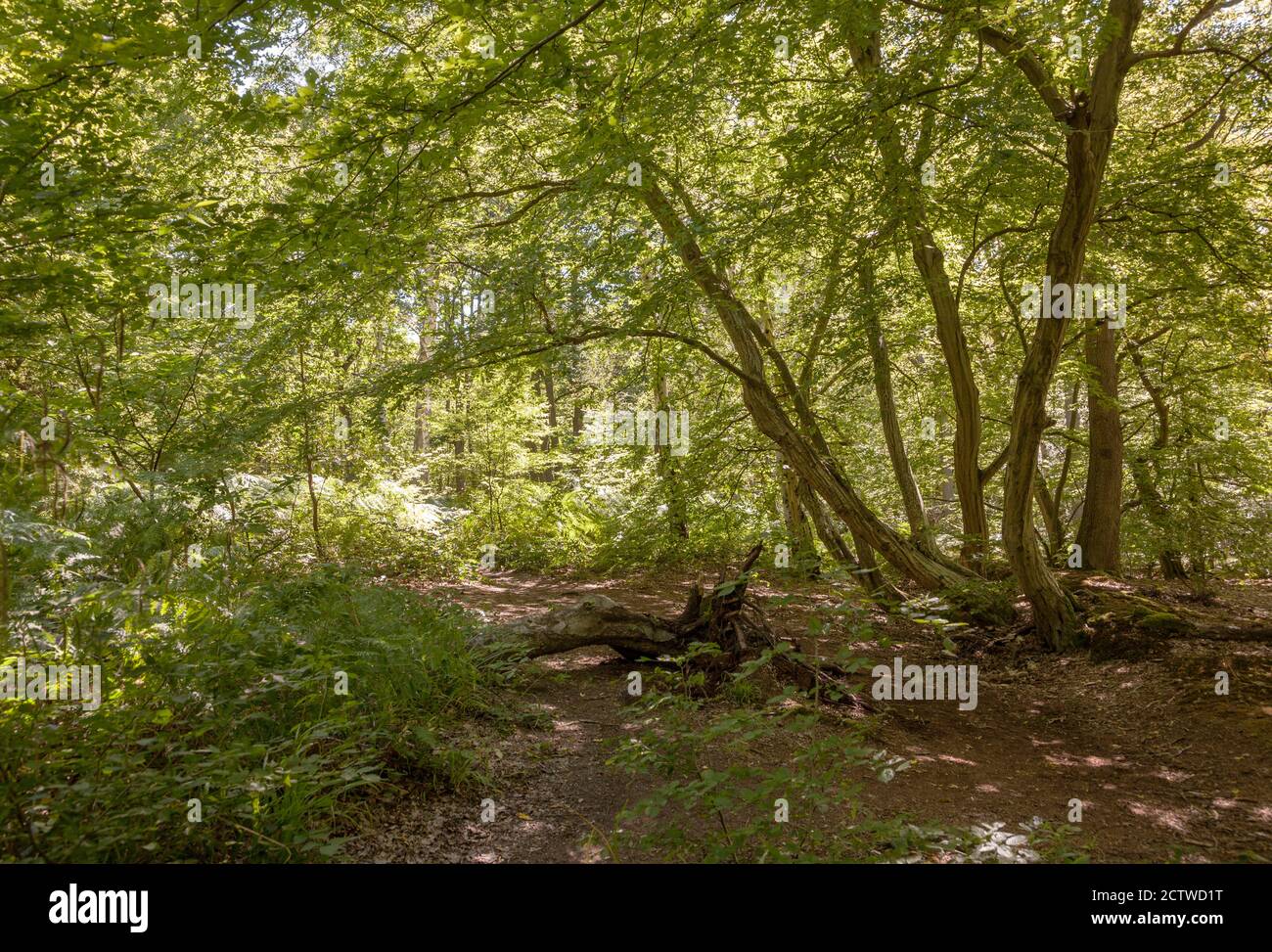 Eine Clearing in Wormley Wood, East Herts Stockfoto