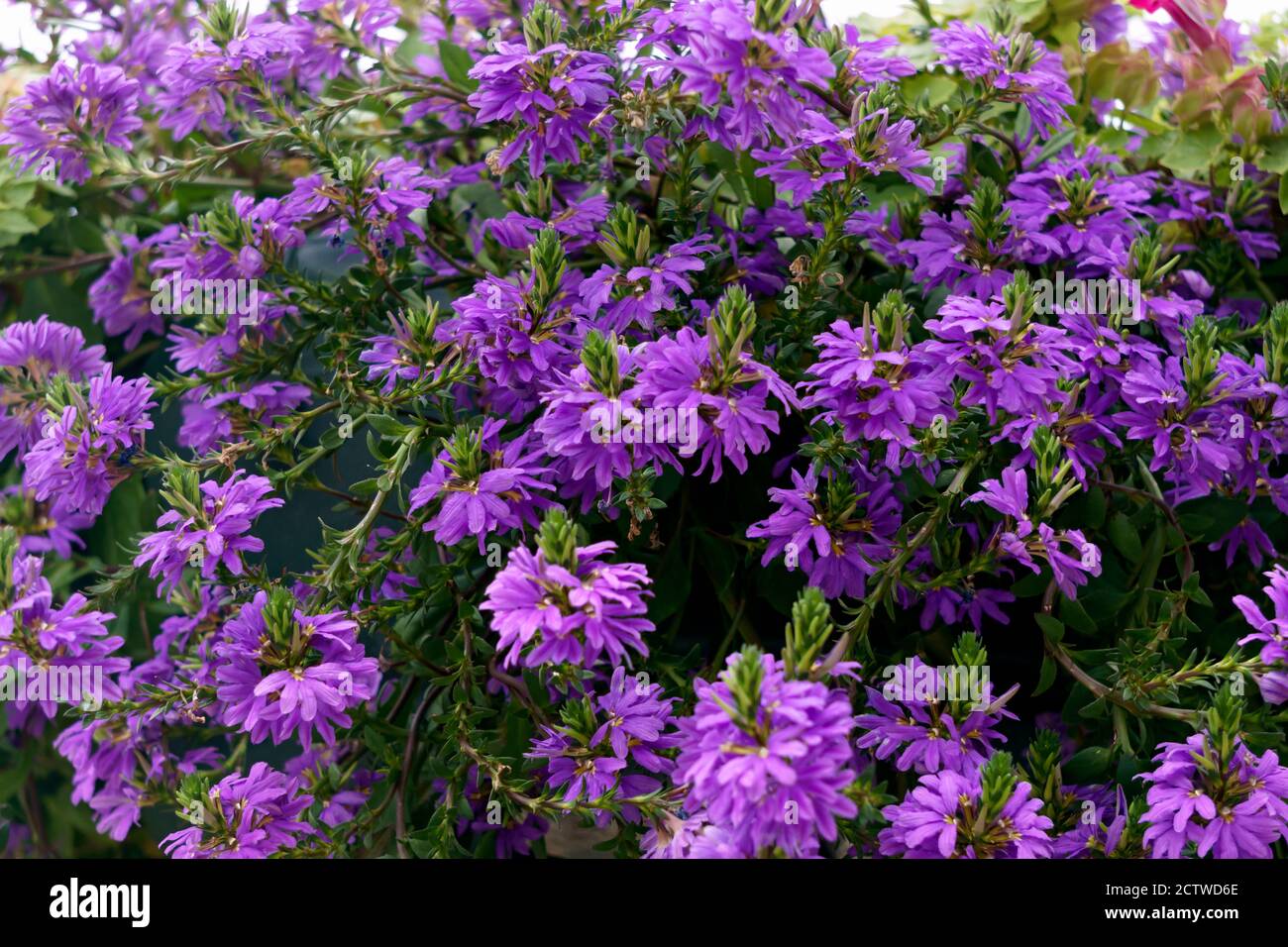 Lila Blüten in einem Blumentopf im Garten. Stockfoto