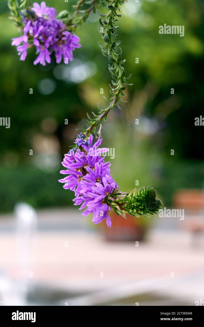 Lila Blüten in einem Blumentopf im Garten. Stockfoto