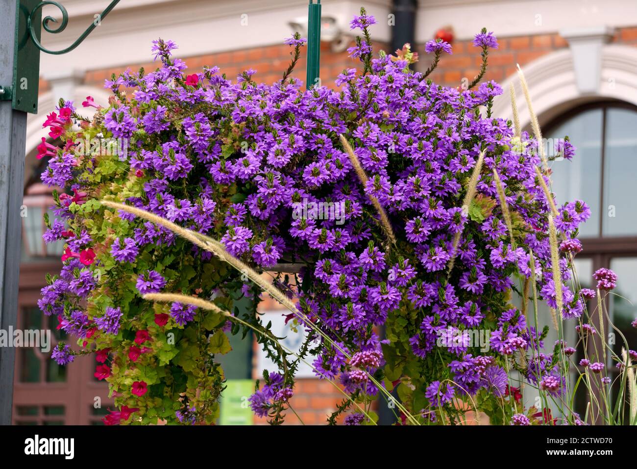 Lila Blüten in einem Blumentopf im Garten. Stockfoto