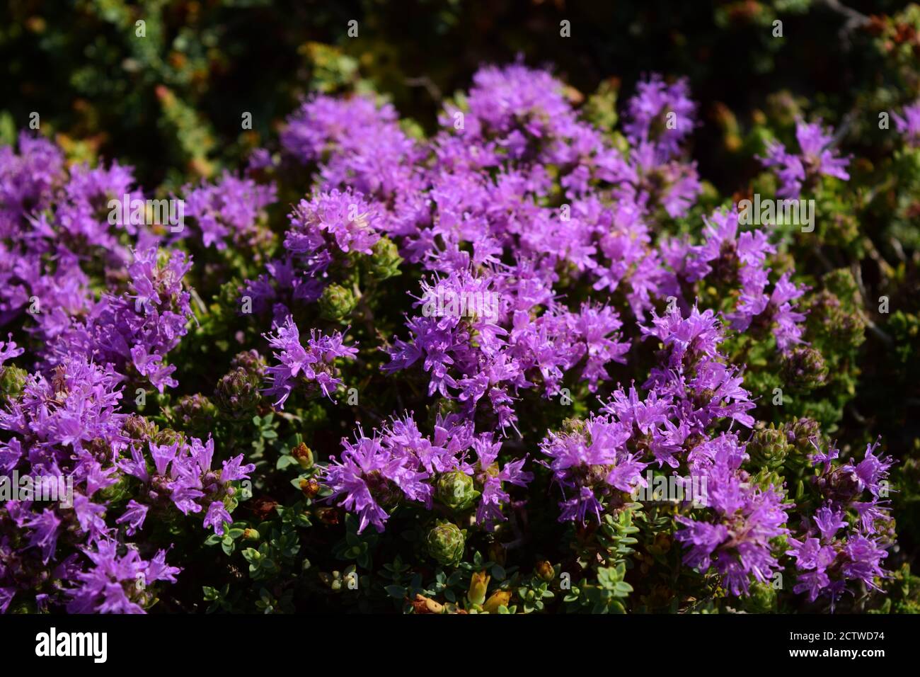 Nahaufnahme von wunderschönen mediterranen wilden Thymianblüten Stockfoto