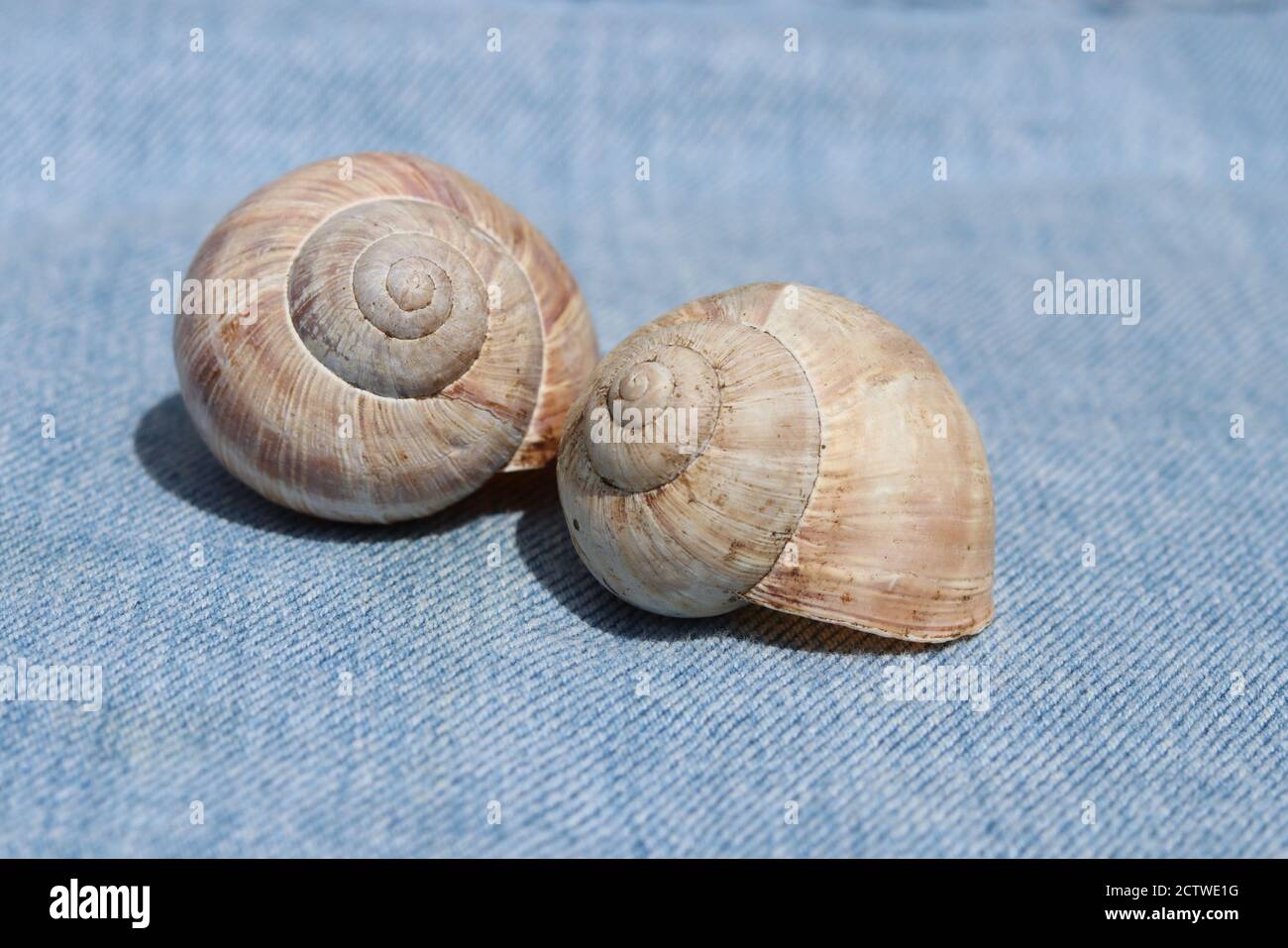 Nahaufnahme von zwei leeren römischen Schneckenmuscheln auf blau Stoff Stockfoto