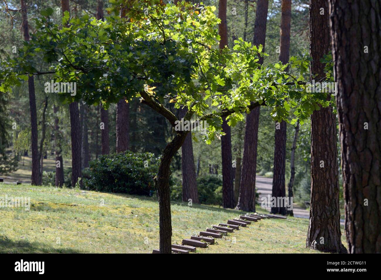 09. September 2020, Brandenburg, halbe: Grabsteine liegen auf dem Waldfriedhof zwischen Bäumen. Der Friedhof am Rande der Gemeinde ist einer der größten Kriegsgräberstandorte in Deutschland und wird von der brandenburgischen Niederlassung des Volksbundes Deutsche Kriegsgräberfürsorge e. V. etwa 28,000 Opfer des Zweiten Weltkriegs sind auf dem Gelände begraben, von denen die meisten im Halbkessel starben. In anderen Gräbern werden hingerichtete Deserteure des Zweiten Weltkriegs, Zwangsarbeiter und die zwischen 1945 und 1947 im sowjetischen Sonderlager Ketschendorf gestorbenen begraben. Foto: Soeren Sache/dpa-Zentr Stockfoto