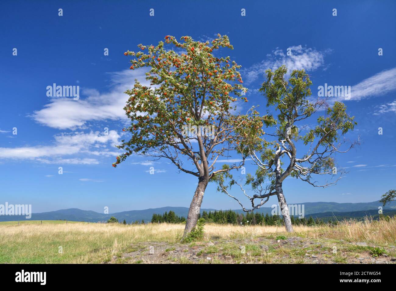 Zwei Bäume über blauem Himmel, Birke und Vogelbeerbaum. Stockfoto