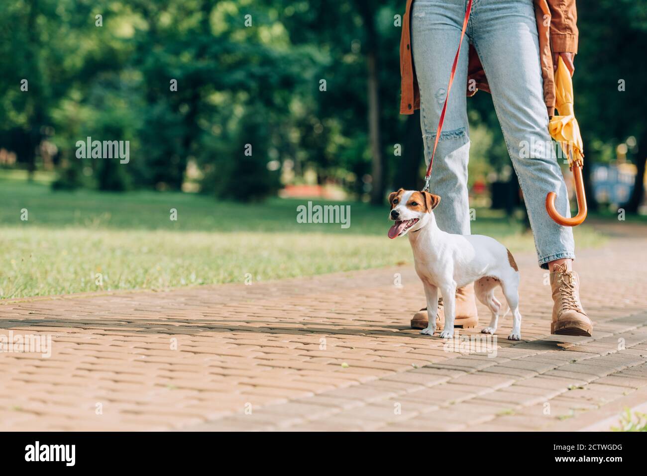 Beschnittene Ansicht von Jack russell Terrier an der Leine, die in der Nähe steht Frau mit Sonnenschirm im Park Stockfoto