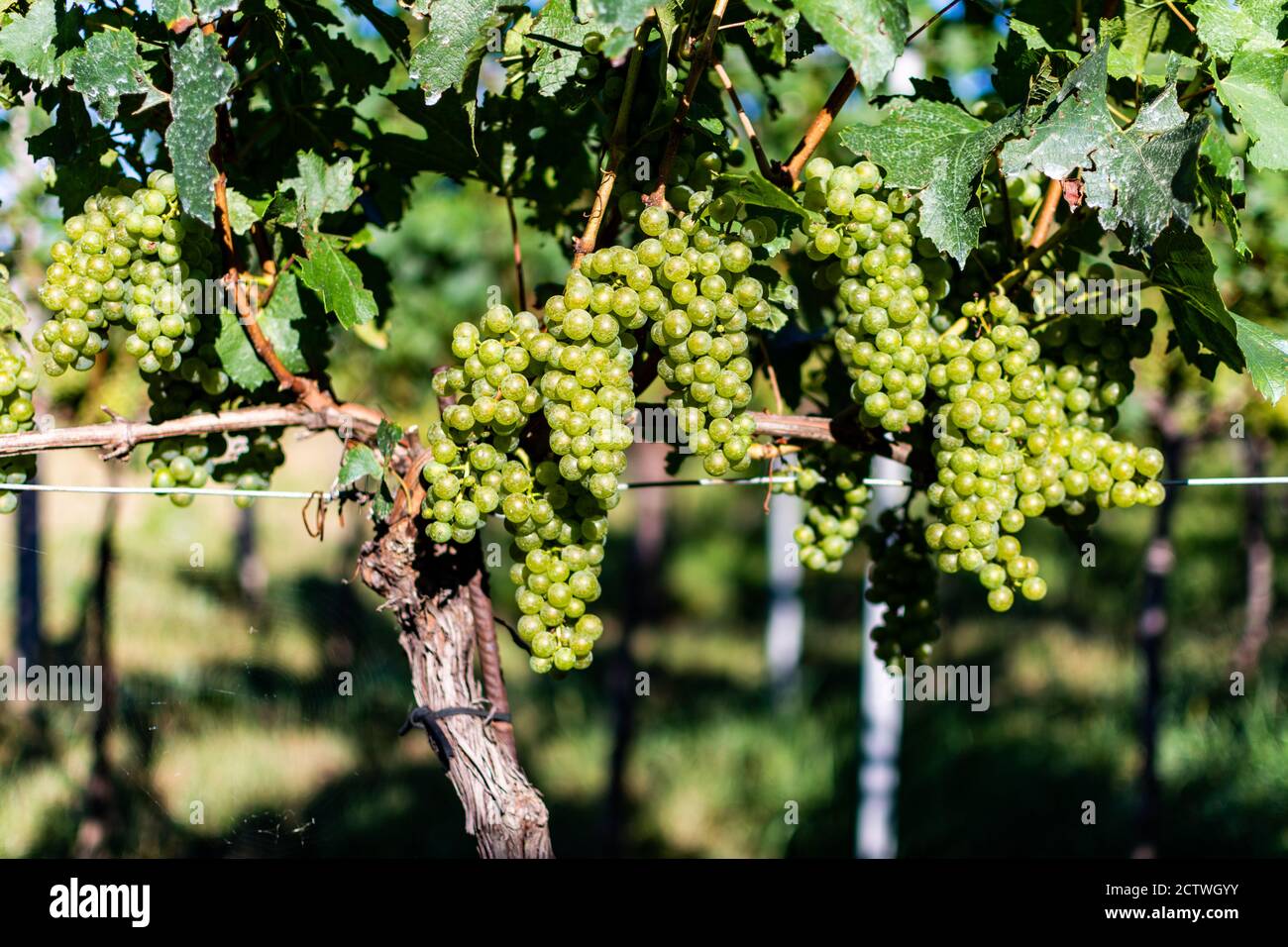 Nahaufnahme eines Strauchs grüner Trauben, die an einem sonnigen Sommertag in einem Weinberg vom Ast hängen. Bald geerntet werden. Stockfoto