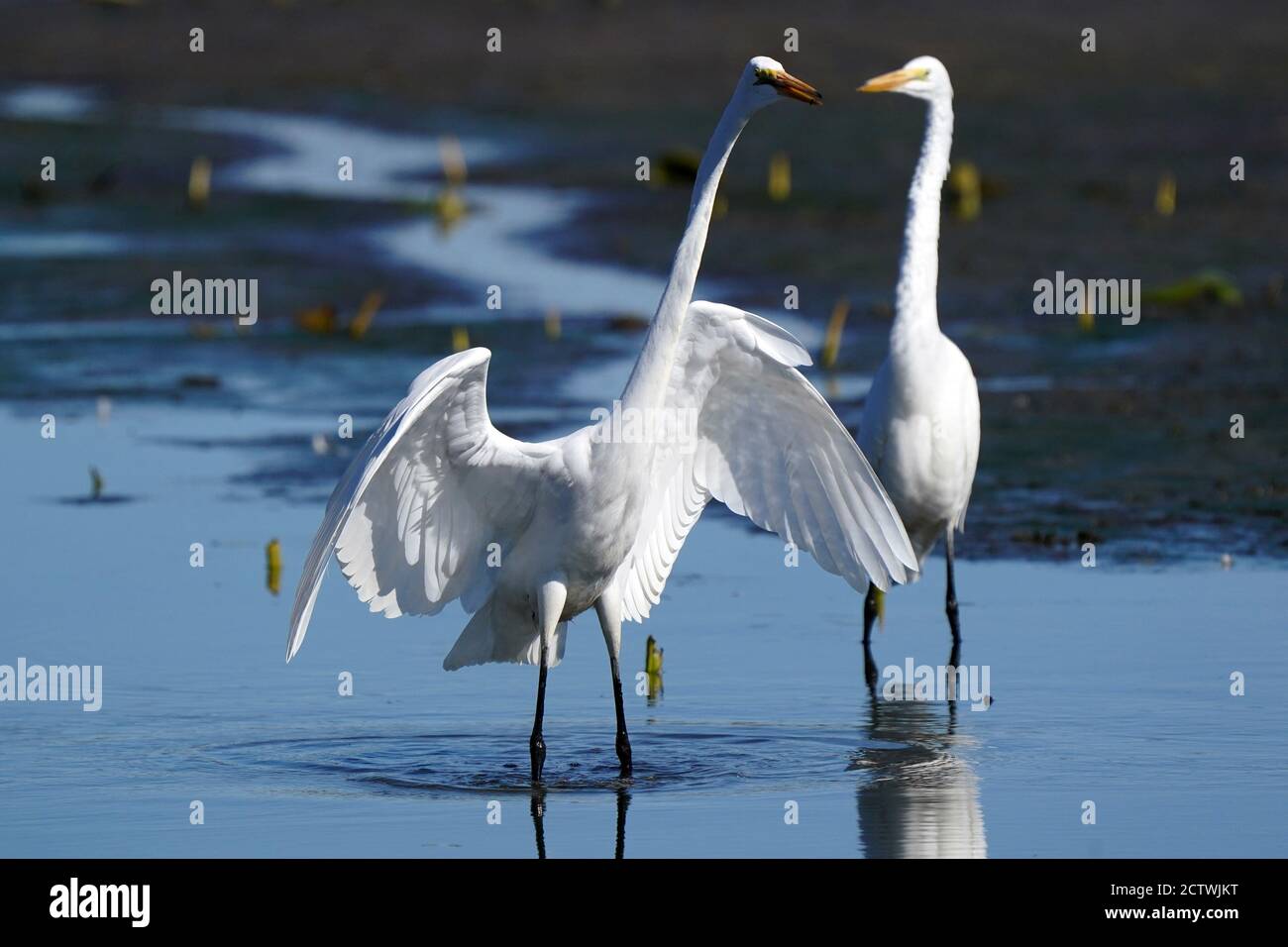 Große Reiher im Wasser mit Reflexionen Stockfoto