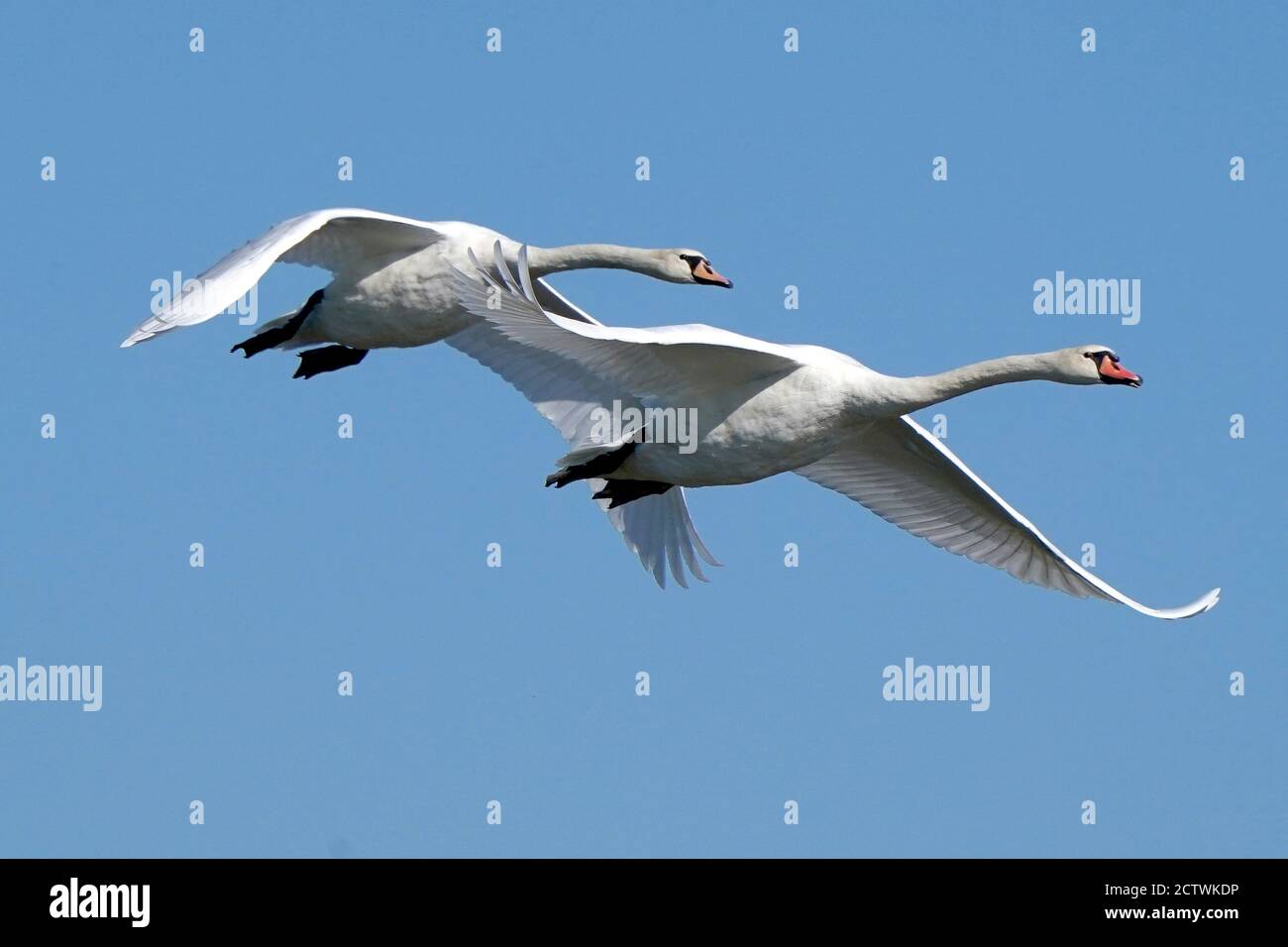 Höckerschwäne im Flug Stockfoto